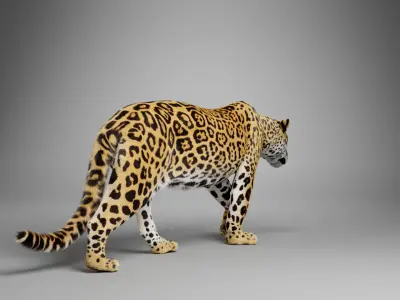 Jaguar-Panthera Onca- Animated   VFX Grace 3D model