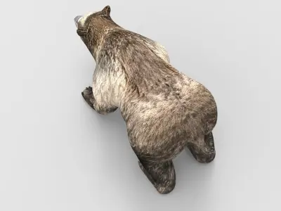 Bear Rigged and animated 3D Low-poly 3D model