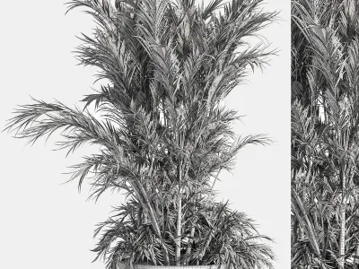 Indoor Plant Set 13 Palm in Plant  3D model