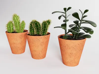 Decorative succulent potted plants 3D model