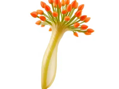 Orange Blossom Bloom model pack Low-poly 3D model