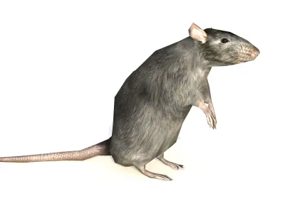 Low-Poly Rat Rigged-Animated Mouse 3D Model Low-poly 3D model