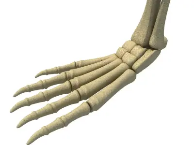 Animal Feet Leg Skeleton  3D model
