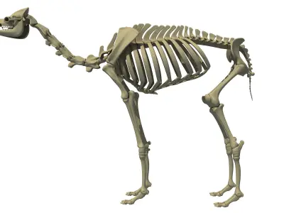 Full Body Camel Skeleton 3D model