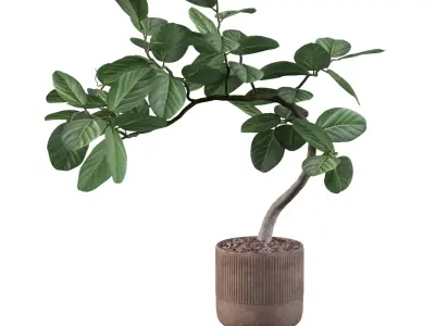 Ficus benghalensis 3D model