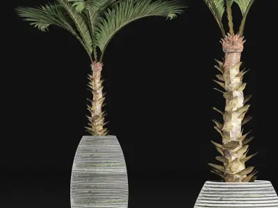 Plants Collection 182 Palm 3D model