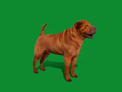 Shar Pei Dog Low-poly 3D model