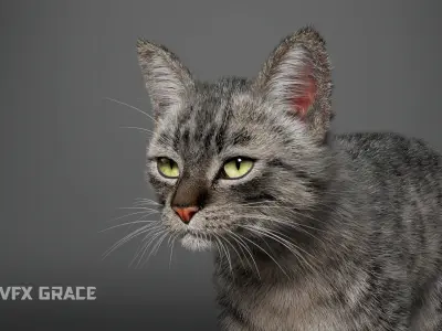 Grey Tabby Cat Rig - MAYA 3D model