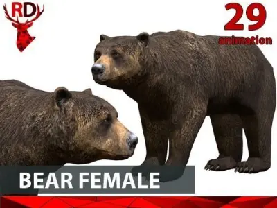 Bear Female 1 Low-poly 3D model