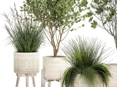 Ornamental plants in rattan baskets 1047 3D model