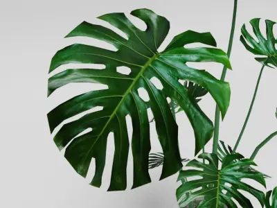 Monstera Deliciosa Plant 3D model
