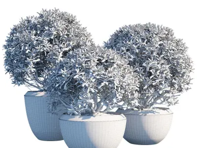 Plant in pots 01 3D model