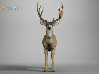 Mule Deer Male  UE Character Asset 3D model