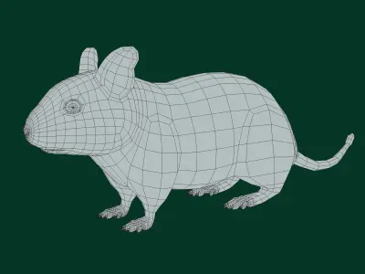 Common Degu Rat Rodents Low-poly 3D model