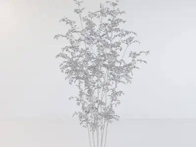 Fraxinus griffithii Tree 2 3D model