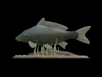 BIG CARP UNDERWATER STATUE DETAILED TEXTURE FOR 3D PRINTING 3D print model