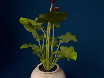 XfrogPlants Calla Lily 3D model