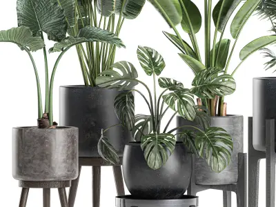 Plants in a black pot for the interior 658 3D model