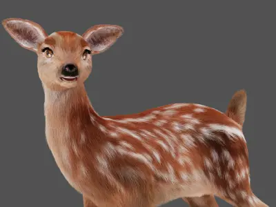 Fur Fawn Deer Rigged Blender Low-poly 3D model