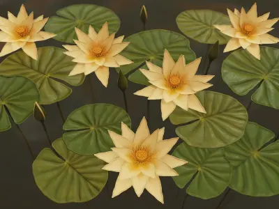 Water Plants and Flowers Low-poly 3D model