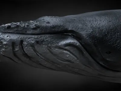 Humpback Whale C4D Rigged 3D model