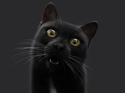 Black Cat RIG Xgen core 3D model