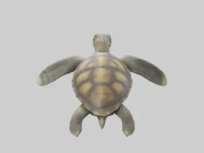 Realistic Turtle Model Low-poly 3D model
