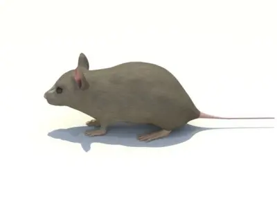 Mouse - animal 3D model