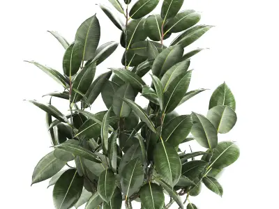 Ficus tree in a pot for the interior 851 3D model