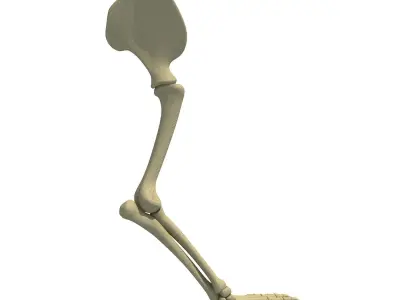 Mammal Scapula Skeleton  3D model