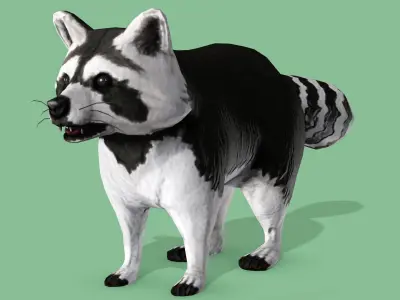 Raccoon Rigged Animated 3 Low-poly 3D model
