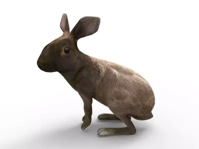 Red rabbit Rigged Low poly model Low-poly 3D model