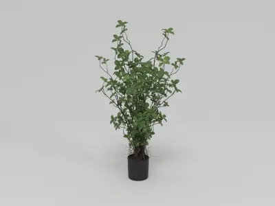 Faux Rubber Tree With Pot 36 Green 3D model