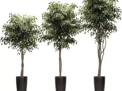 Ficus Benjamin Nitida on a bole - 3 models 3D model