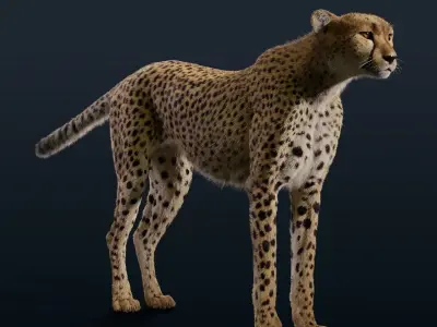 Cheetah Fur 3D model