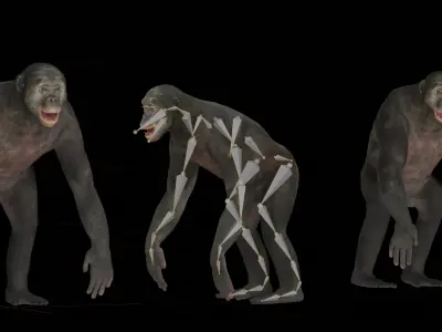 Pygmy Chimpanzee Bonobo Ape Low-poly 3D model
