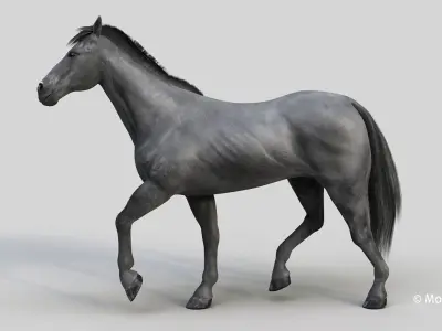 Horse PRO - Black  3D model