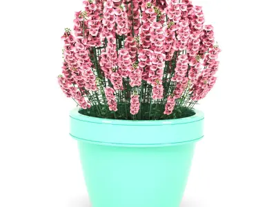 Diascia Plant 3D model