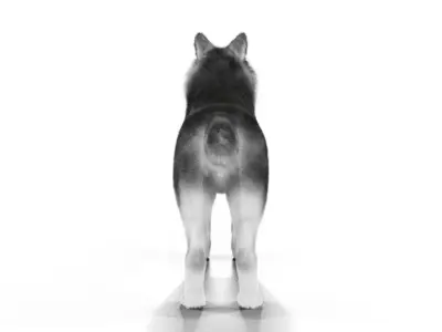 Wolf Rigged 3D Model Low-poly 3D model