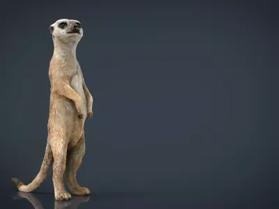 Meerkat Low-poly 3D model