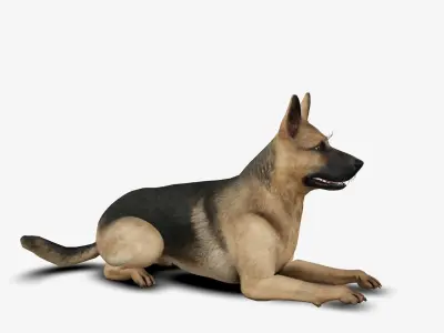 dog German Shepherd Low-poly 3D model