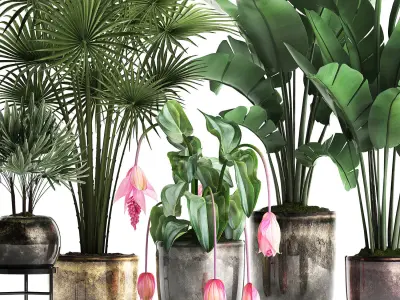 Collection Exotic plants 373 3D model