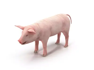 PIG MODEL 3D model