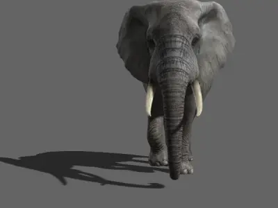 PRO Elephant Animated - 3d model 3D model