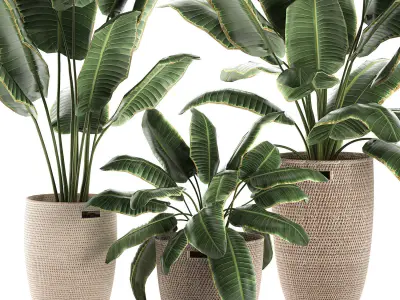 Decorative banana palms in a basket for the interior 590 3D model