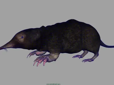 mole mammal 3D model