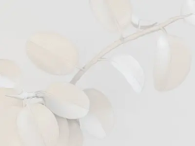 Ficus elastica 3D model