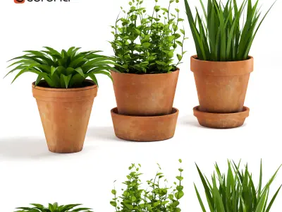 Terracotta Pots Plants 3D model