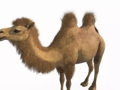 Desert mammal camel 3D model