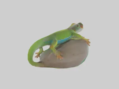Madagascar Day Gecko basking model Low-poly 3D model